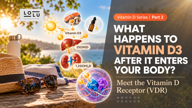 What Happens to Vitamin D3 After It Enters Your Body? Meet the Vitamin D Receptor (VDR)