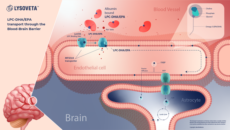 NYO3® リソベタ™ LPC-DHA 60錠